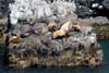 9bsealions